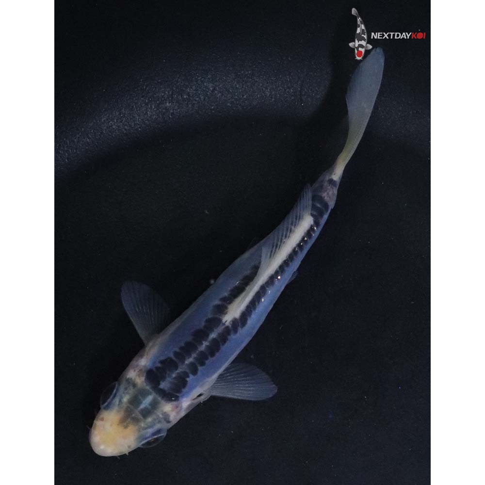 3.5” Imported Blue Shusui