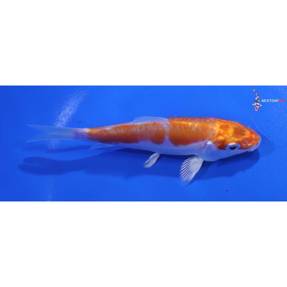 4.5” Imported Kikusui