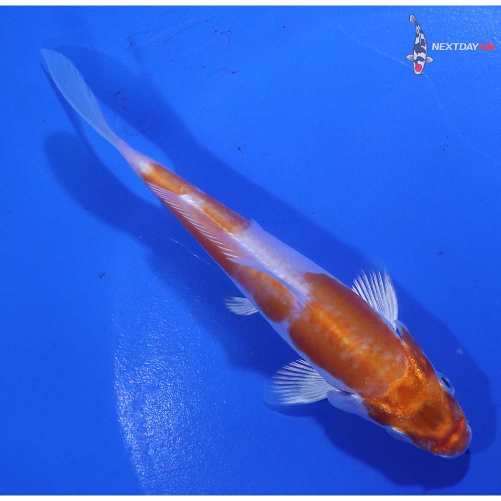 4.5” Imported Kikusui