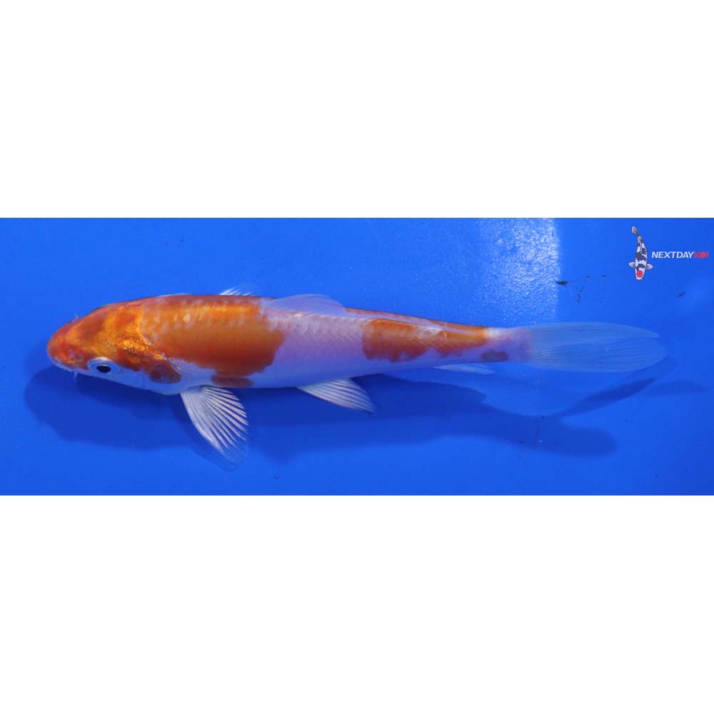 4.5” Imported Kikusui