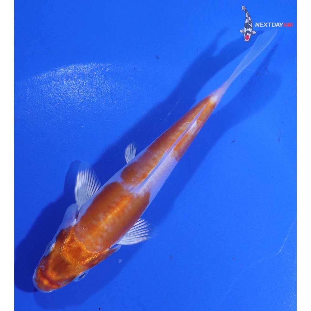 4.5” Imported Kikusui