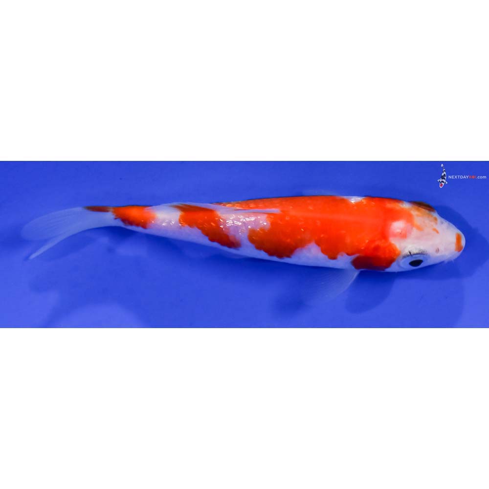 3” Imported Gin Rin Kohaku