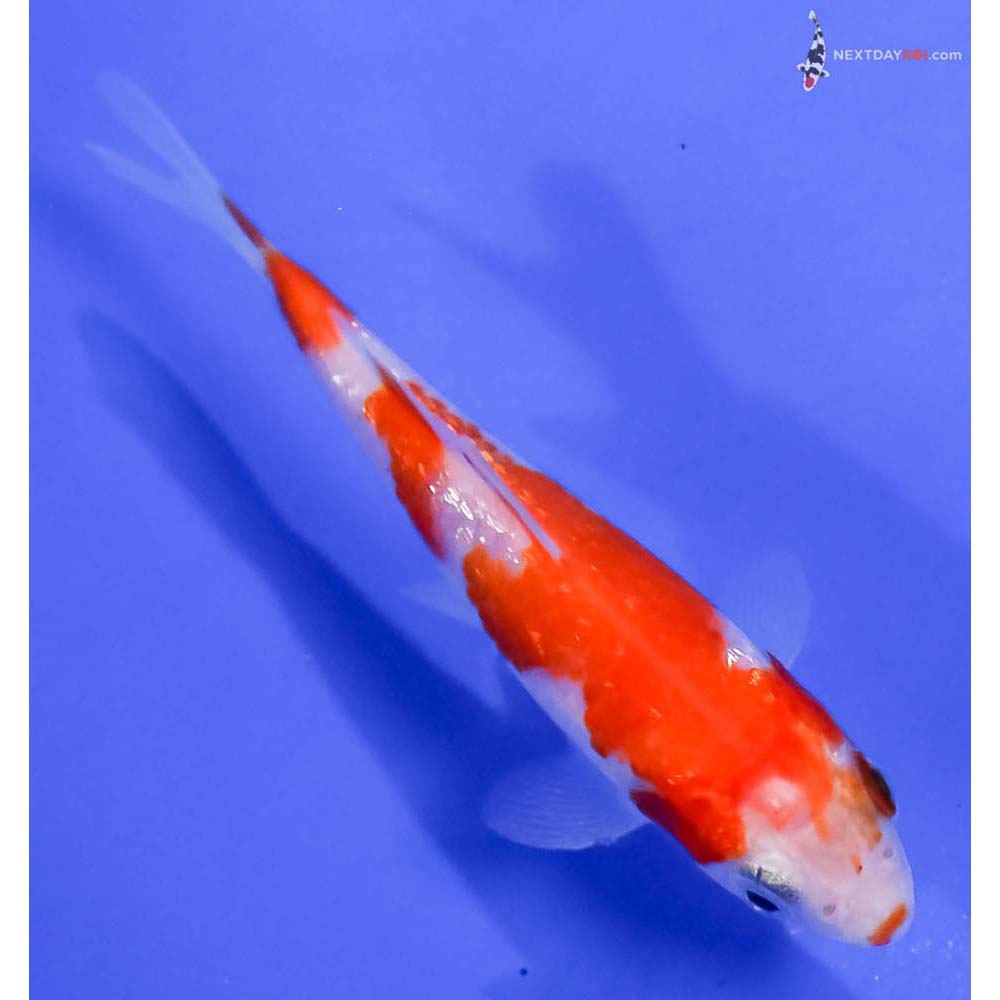 3” Imported Gin Rin Kohaku