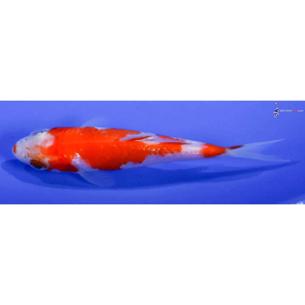 3” Imported Gin Rin Kohaku