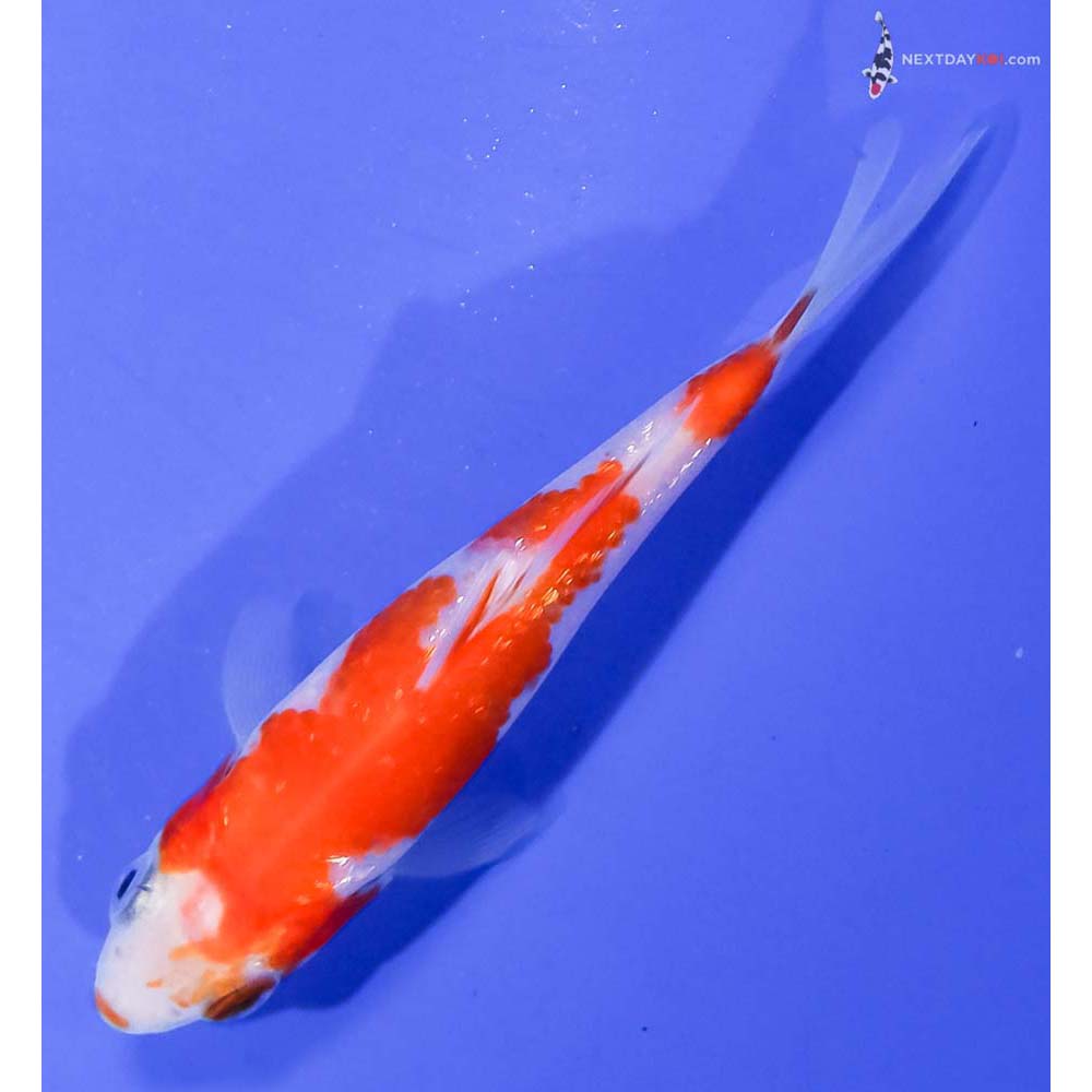 3” Imported Gin Rin Kohaku