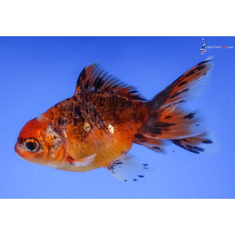 4” Imported Calico Oranda