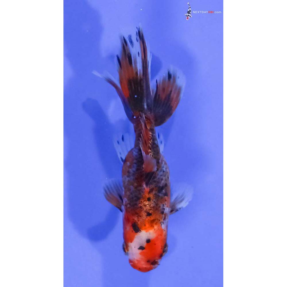 4” Imported Calico Oranda