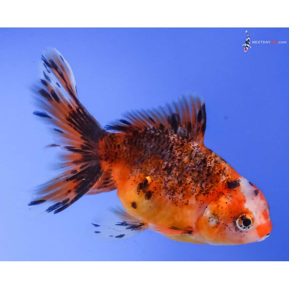 4” Imported Calico Oranda