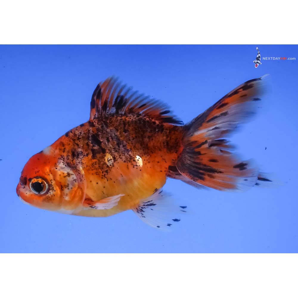 4” Imported Calico Oranda