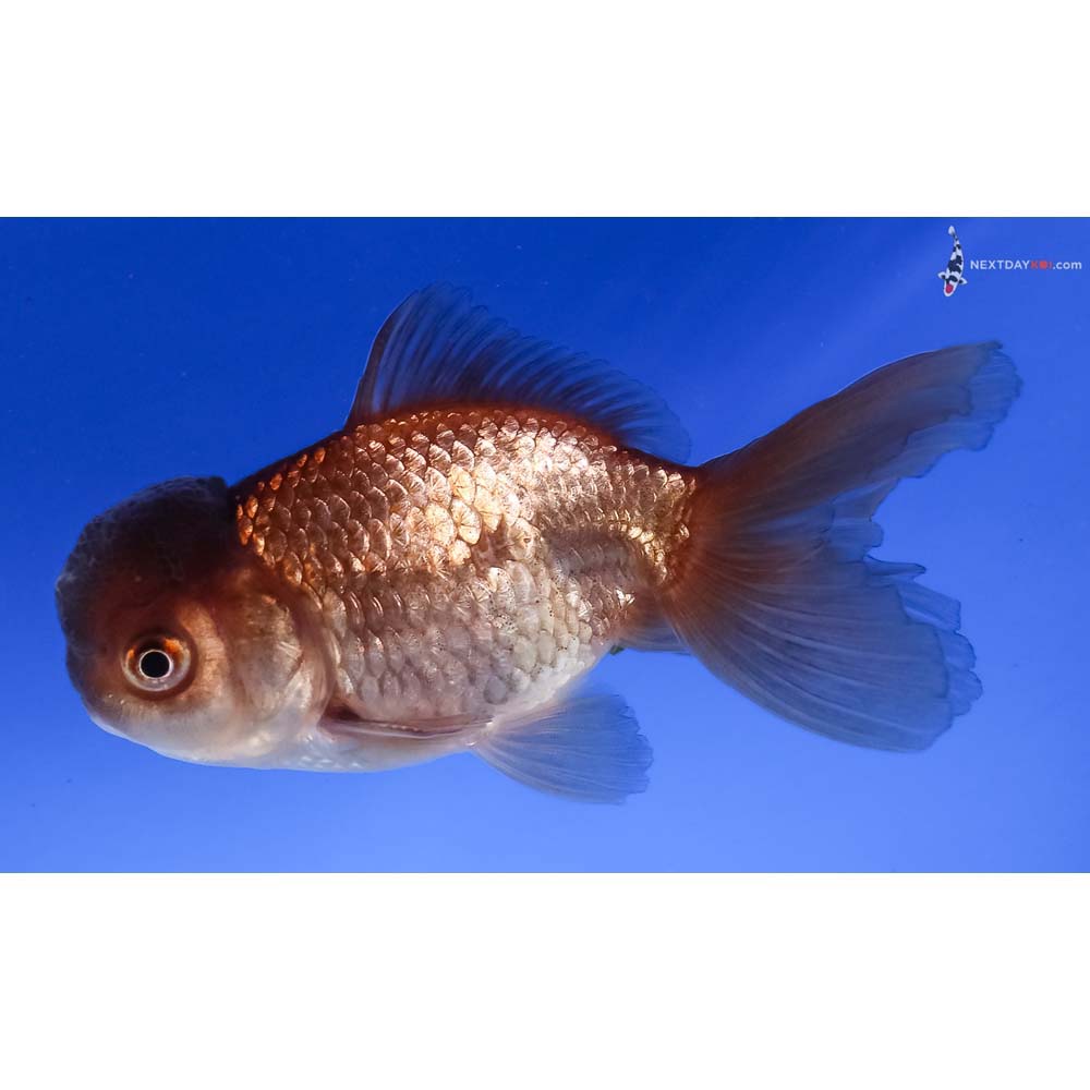 3.5” Imported Chocolate Oranda