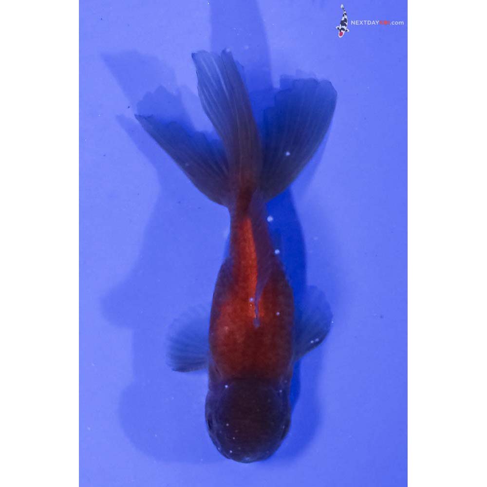 3.5” Imported Chocolate Oranda