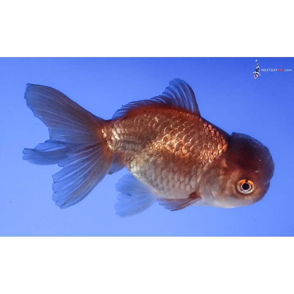 3.5” Imported Chocolate Oranda