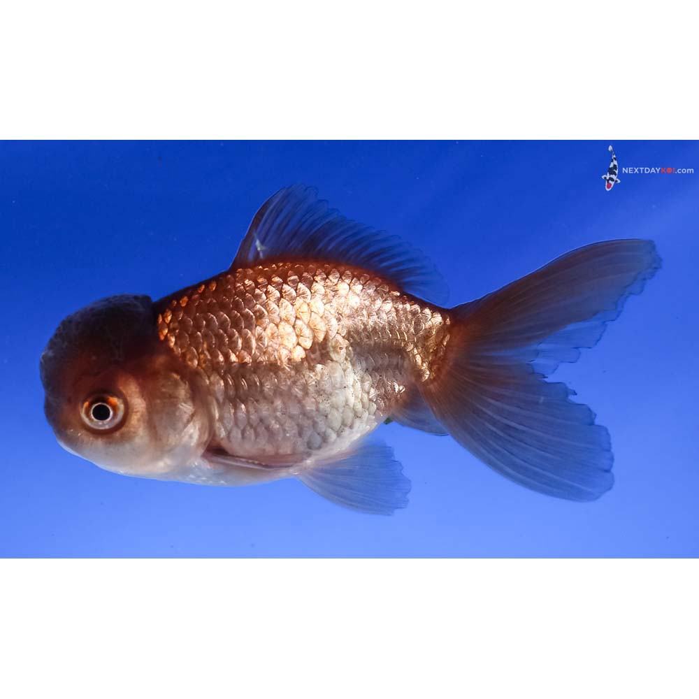 3.5” Imported Chocolate Oranda