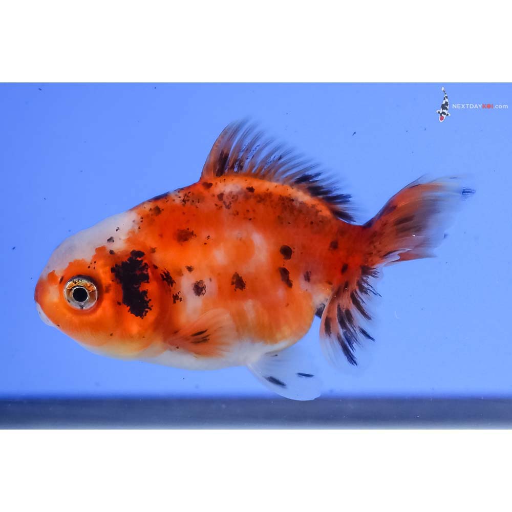 3” Imported Calico Oranda