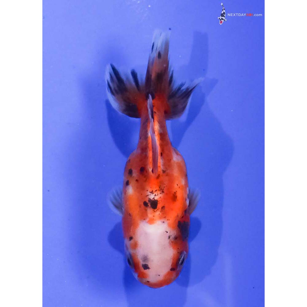 3” Imported Calico Oranda