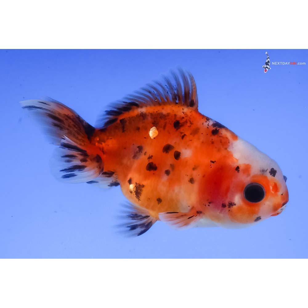 3” Imported Calico Oranda