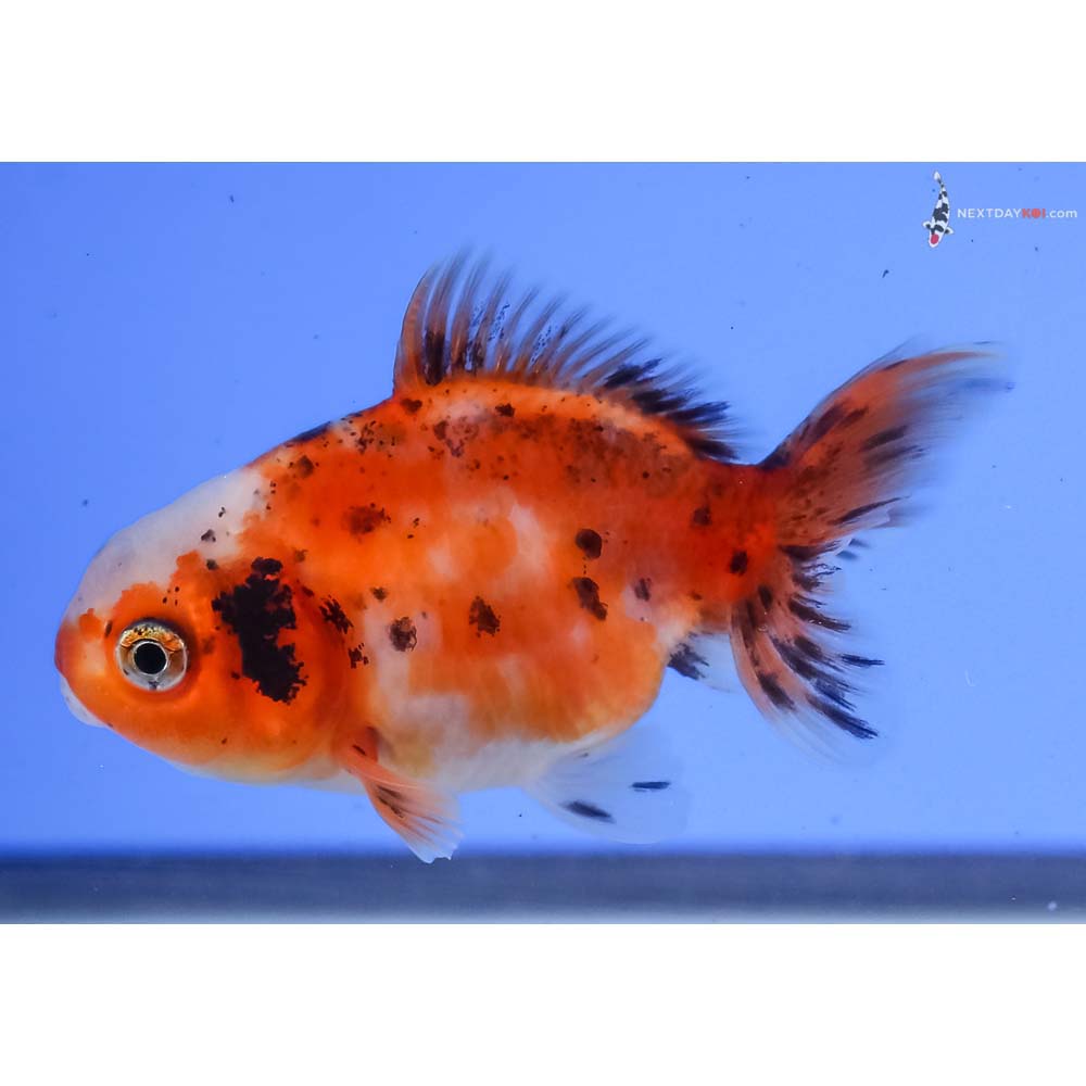 3” Imported Calico Oranda