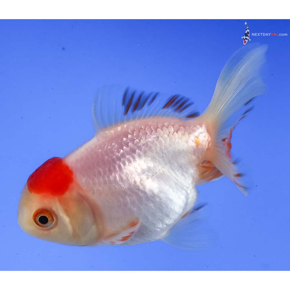 3” Imported Redcap Oranda