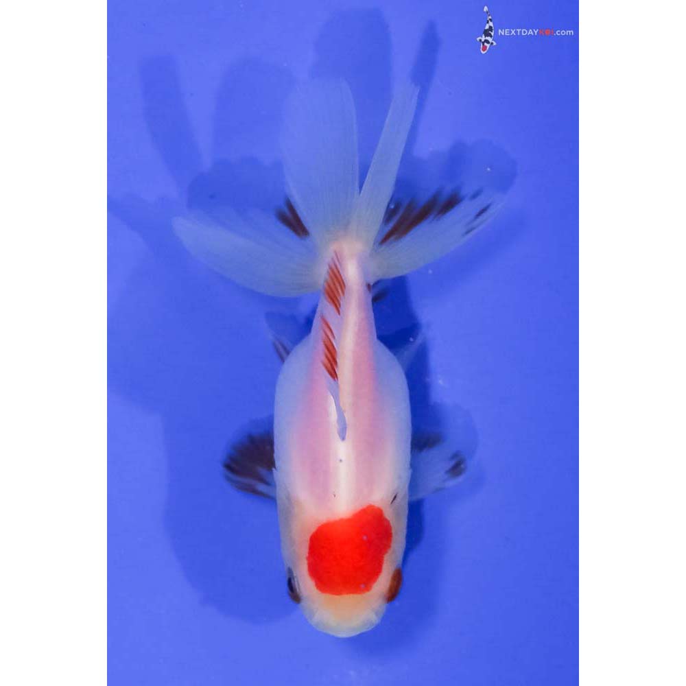 3” Imported Redcap Oranda