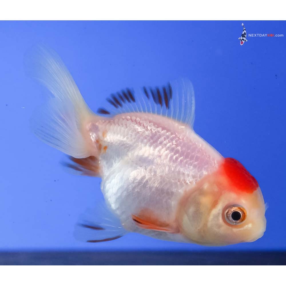 3” Imported Redcap Oranda