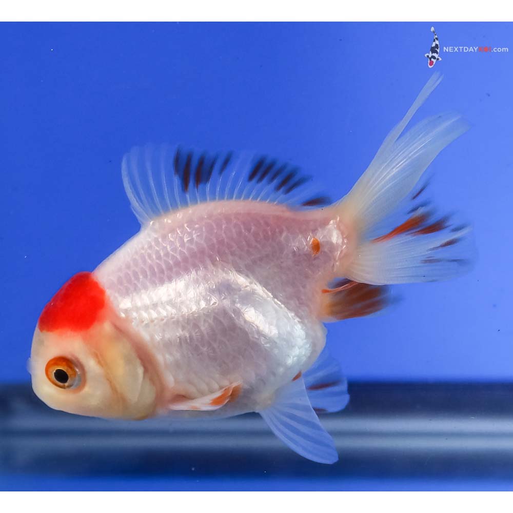 3” Imported Redcap Oranda