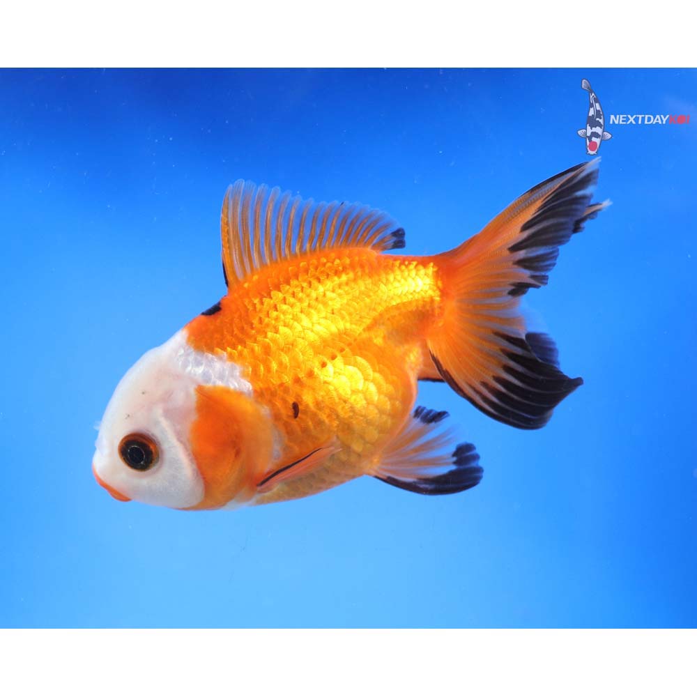 3.5” Imported Tri Color Oranda