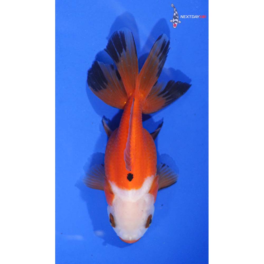 3.5” Imported Tri Color Oranda