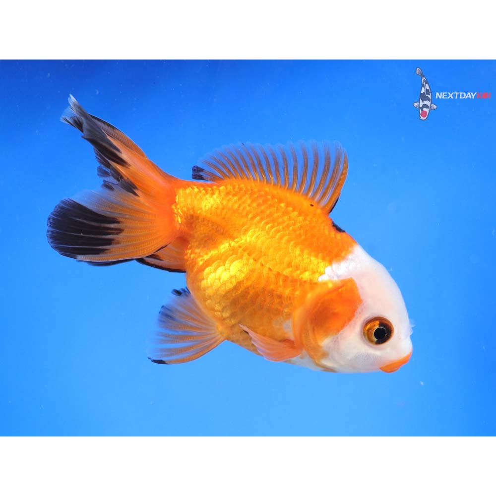3.5” Imported Tri Color Oranda