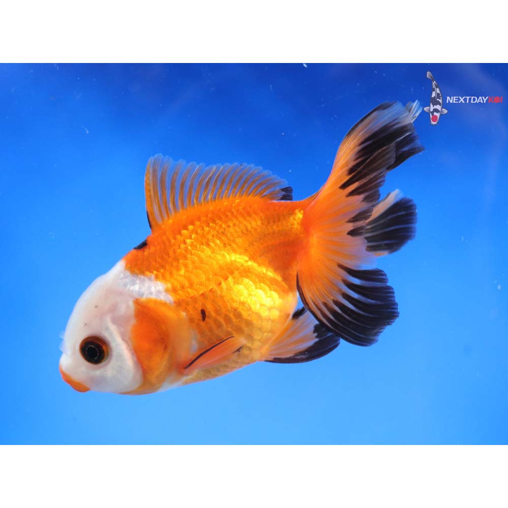 3.5” Imported Tri Color Oranda