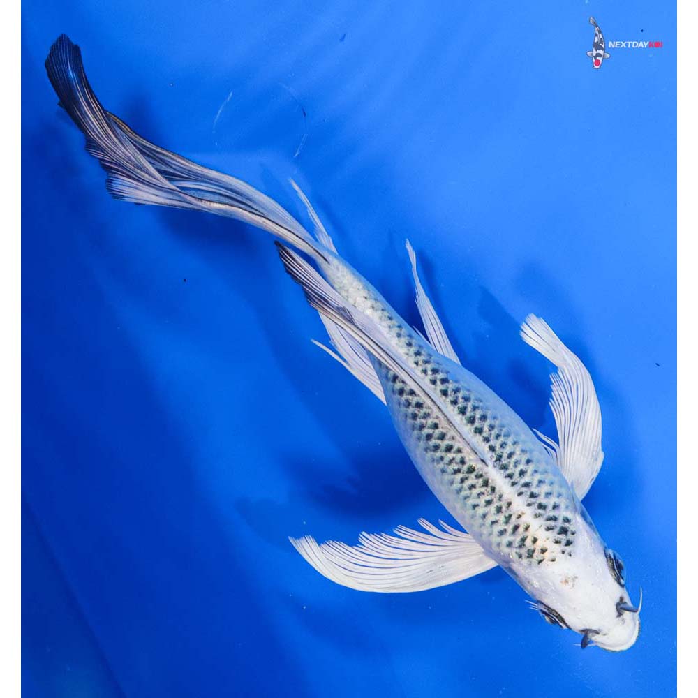 8” Imported Gin Matsuba Butterfly Koi
