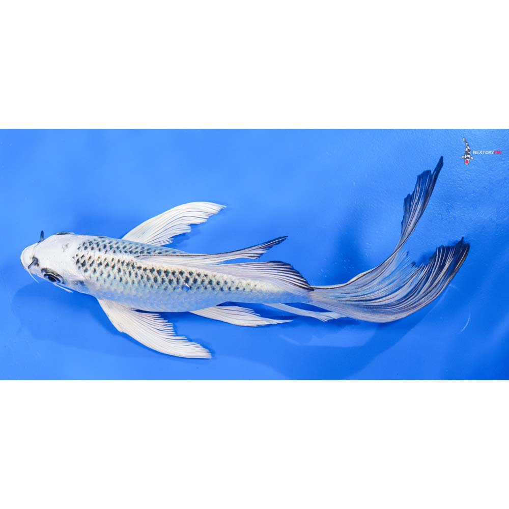 8” Imported Gin Matsuba Butterfly Koi