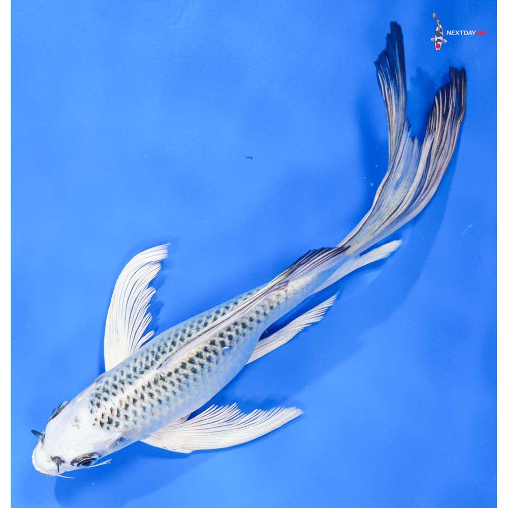 8” Imported Gin Matsuba Butterfly Koi