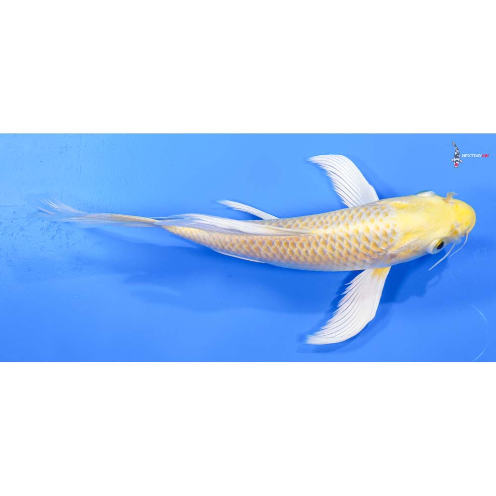 7” Imported Yamabuki Ogon Butterfly Koi