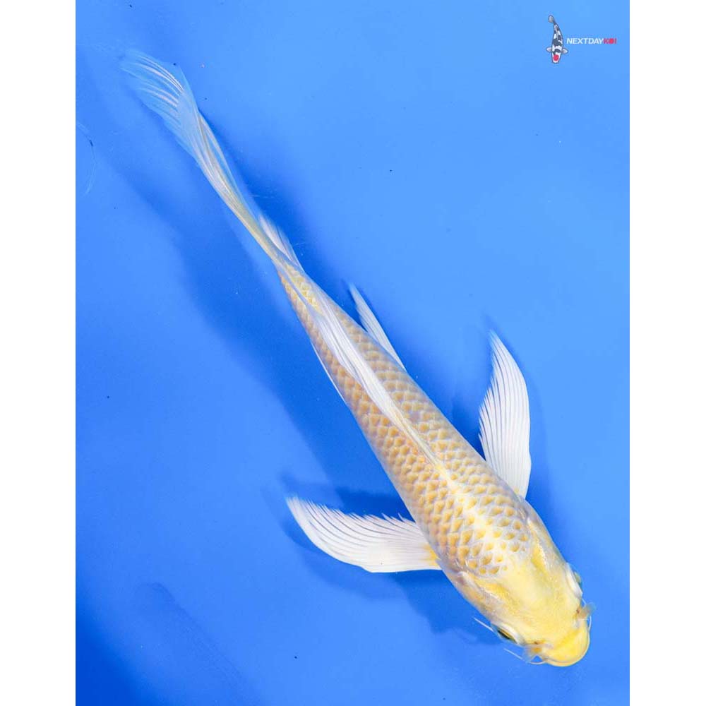 7” Imported Yamabuki Ogon Butterfly Koi