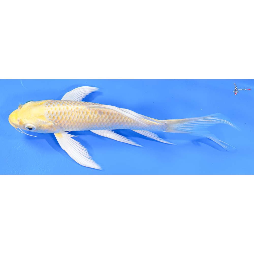 7” Imported Yamabuki Ogon Butterfly Koi