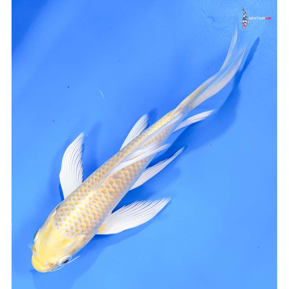 7” Imported Yamabuki Ogon Butterfly Koi