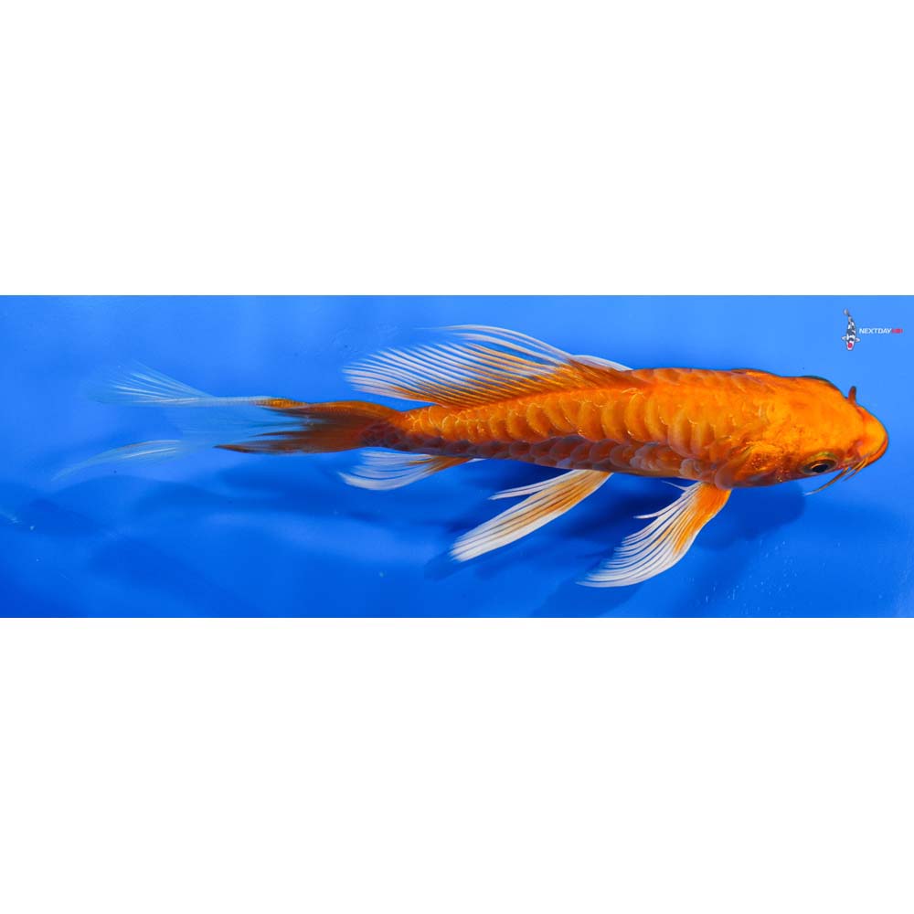 7” Imported Armor Scaled Orenji Ogon Butterfly Koi