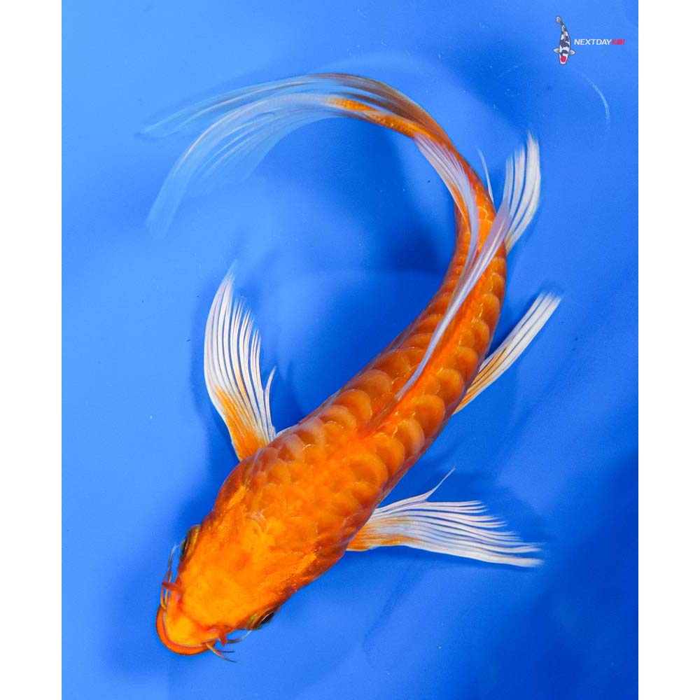 7” Imported Armor Scaled Orenji Ogon Butterfly Koi
