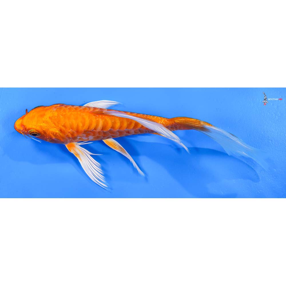 7” Imported Armor Scaled Orenji Ogon Butterfly Koi