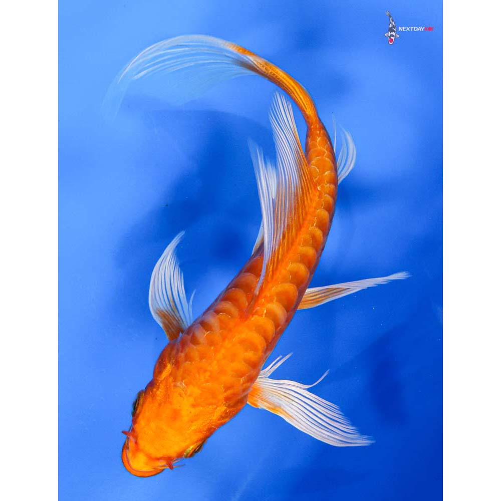 7” Imported Armor Scaled Orenji Ogon Butterfly Koi