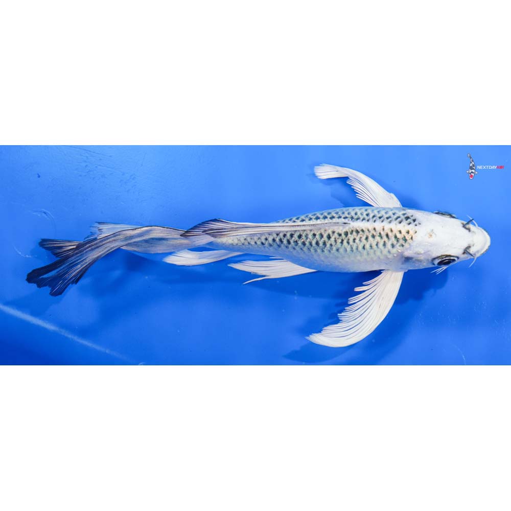 8” Imported Gin Matsuba Butterfly Koi
