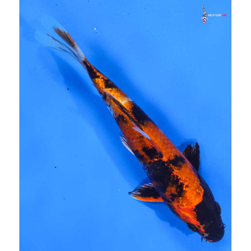 6.5” Imported Kin Showa