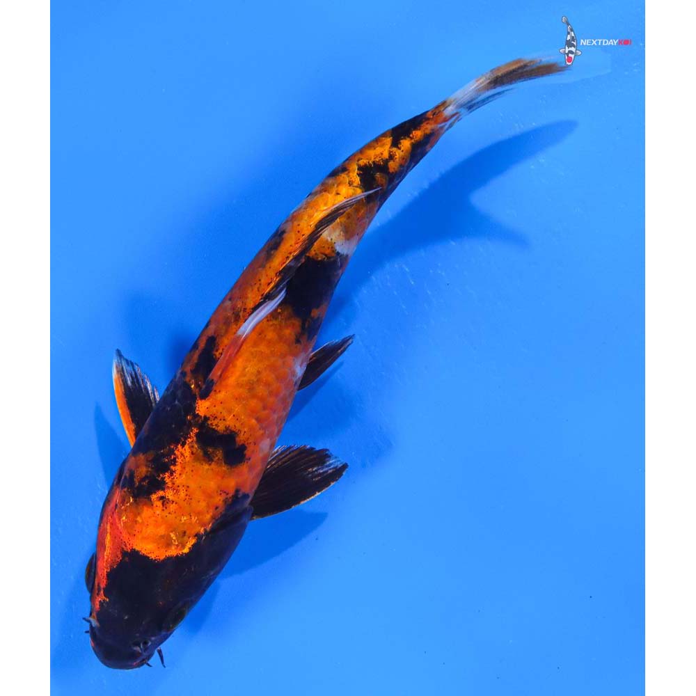 6.5” Imported Kin Showa