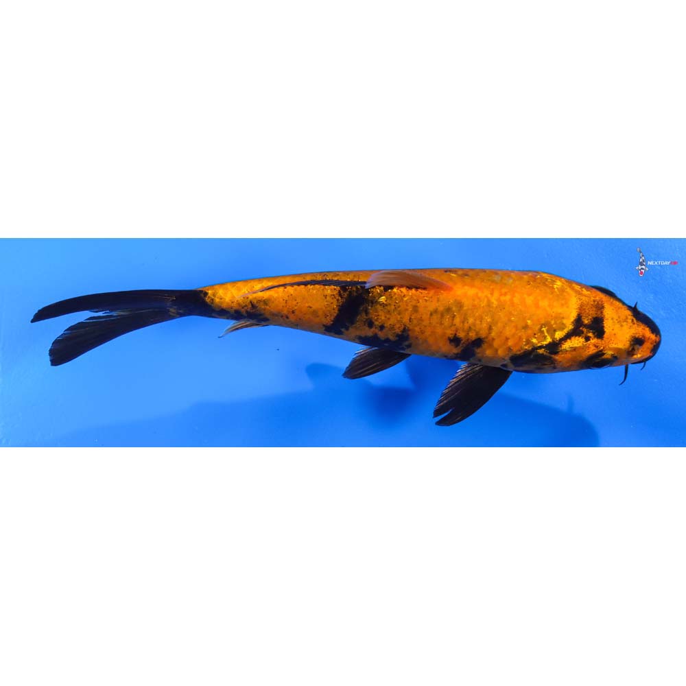 6.5” Imported Kin Hi Utsuri