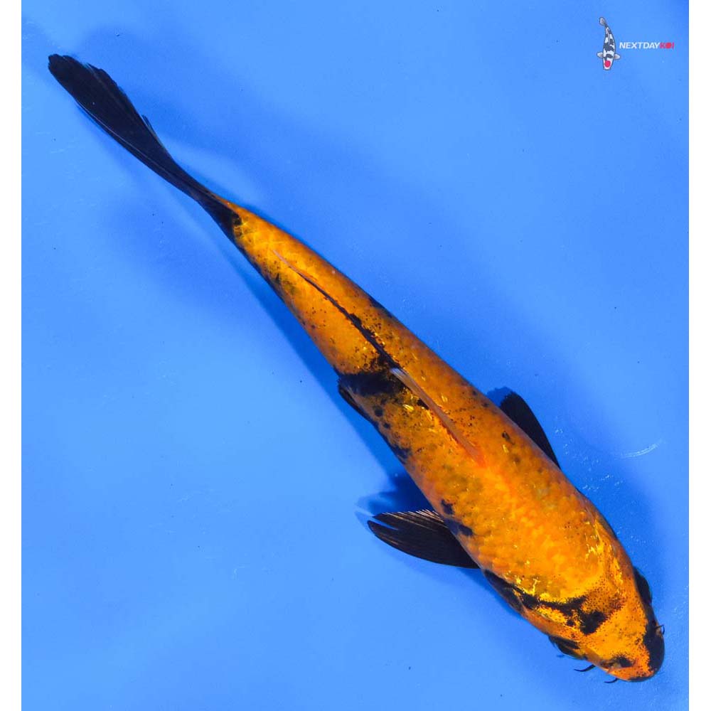 6.5” Imported Kin Hi Utsuri