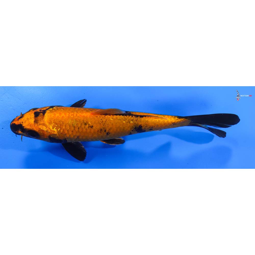 6.5” Imported Kin Hi Utsuri
