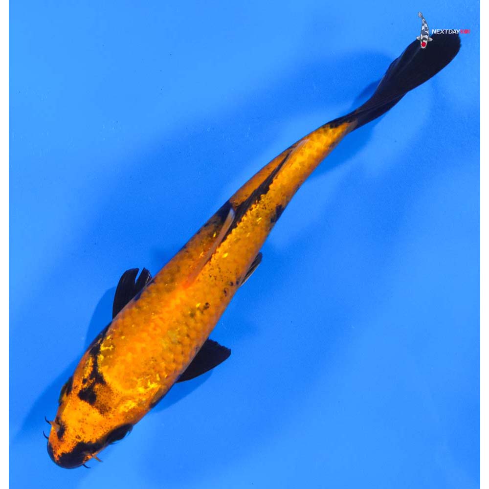 6.5” Imported Kin Hi Utsuri