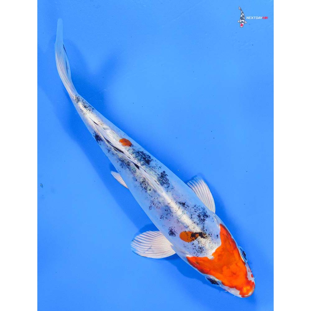 6” Imported Heisei Nishiki