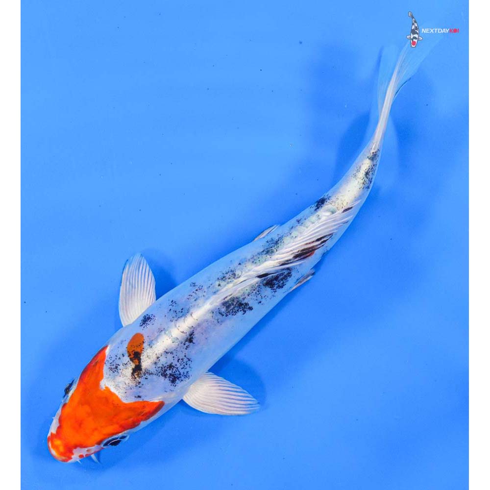 6” Imported Heisei Nishiki