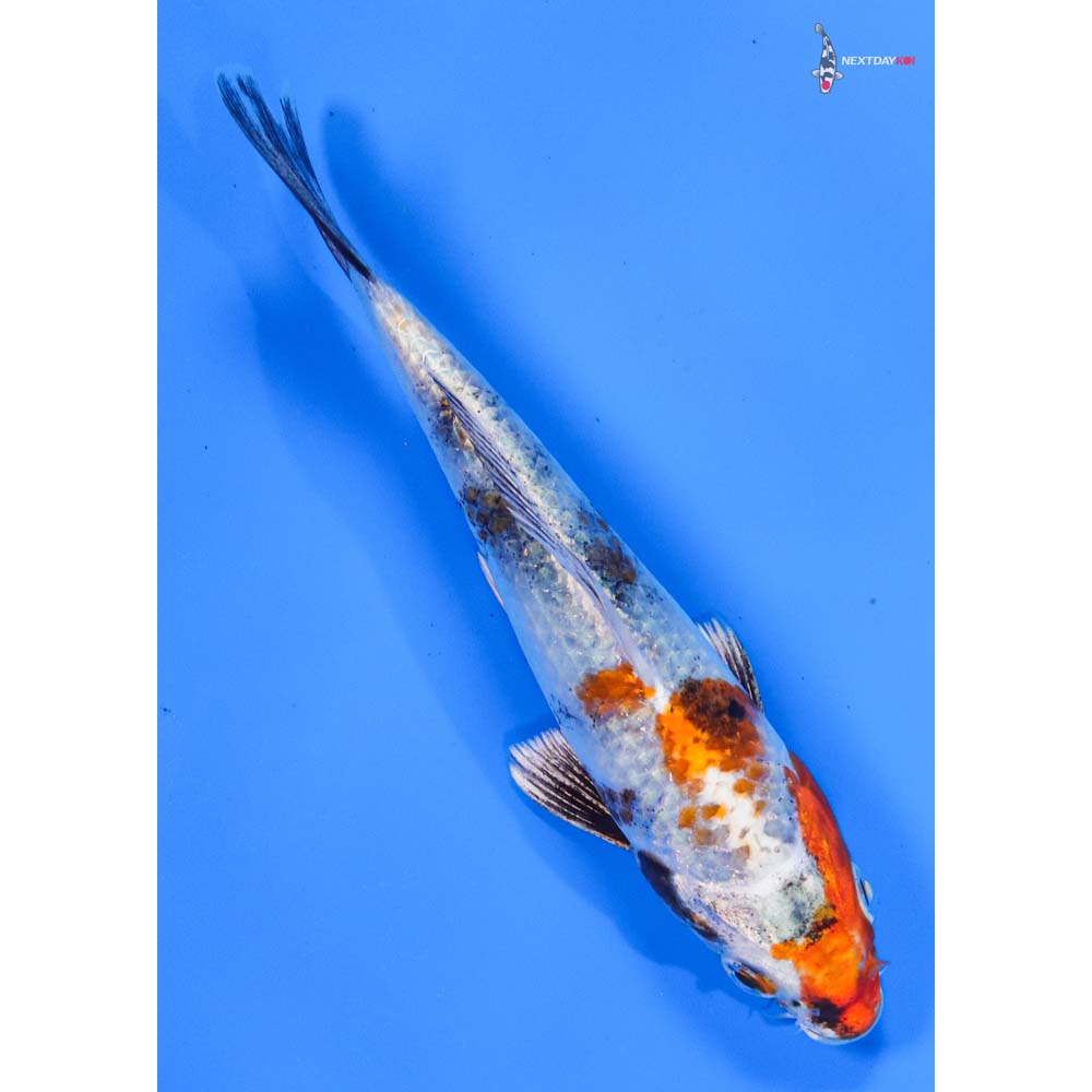 6” Imported Kin Showa